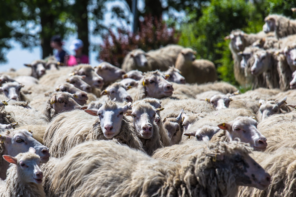 Schafe am Rheinufer zu Düsseldorf